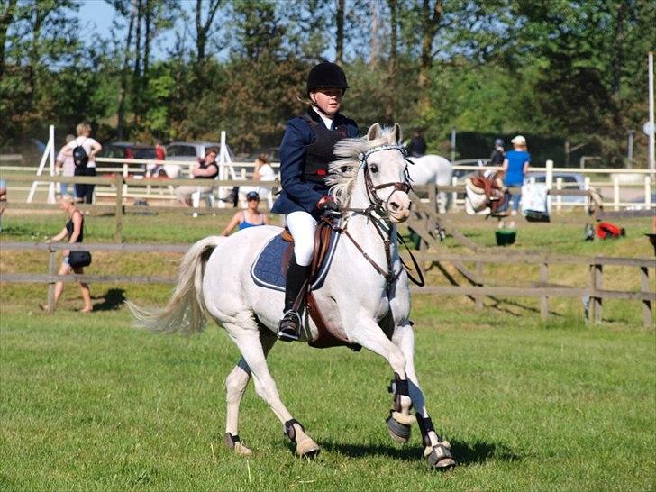 Welsh Partbred (Sec F) West Side Pride Poet - Velkommen til Polle profil. Du må meget gerne ligge den kommenrtar og bedømelse inden du går :D Her ses Polle og mig til distriksmesterskaberne 2012 for hold pony
Foto: Annika Holm billede 1