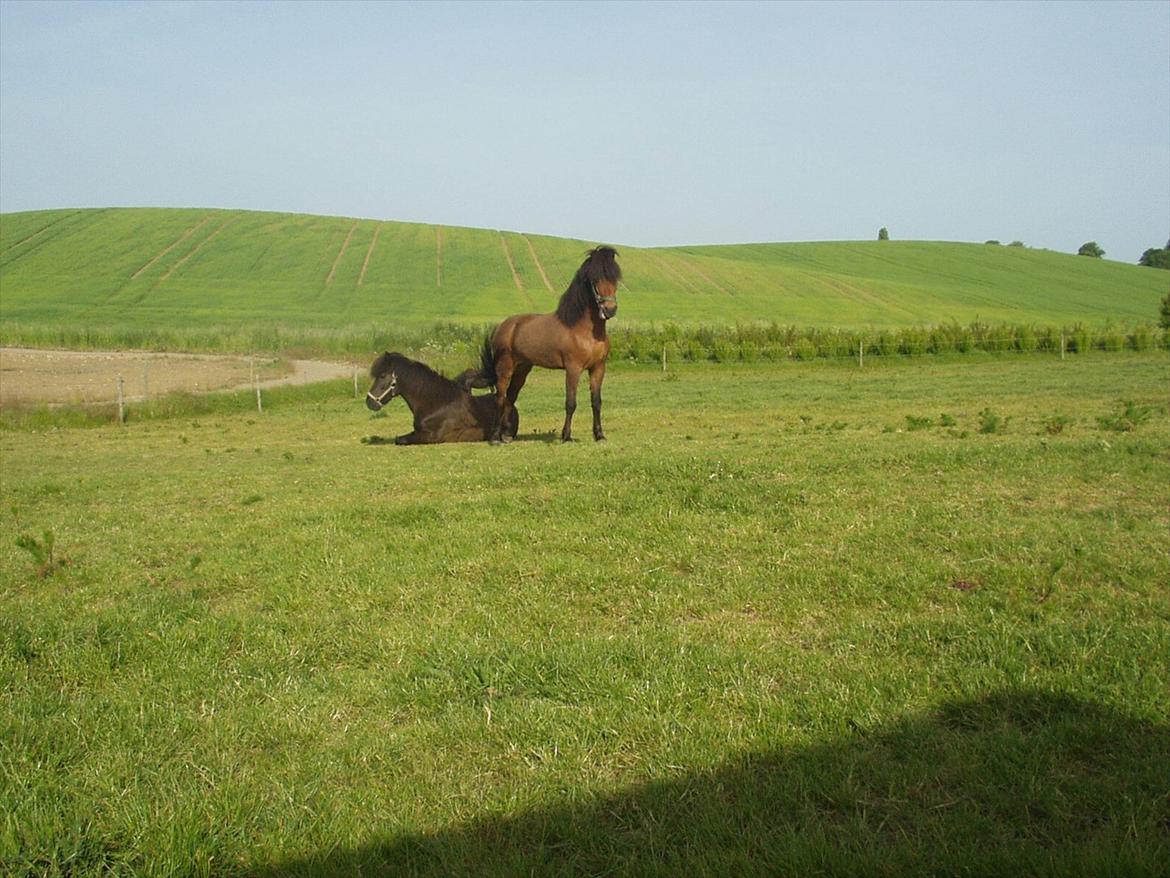 Islænder Kjartan fra Laven - Det er ham den søde karmel fravede billede 2