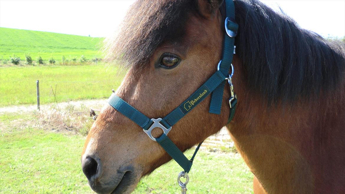 Islænder Kjartan fra Laven billede 3