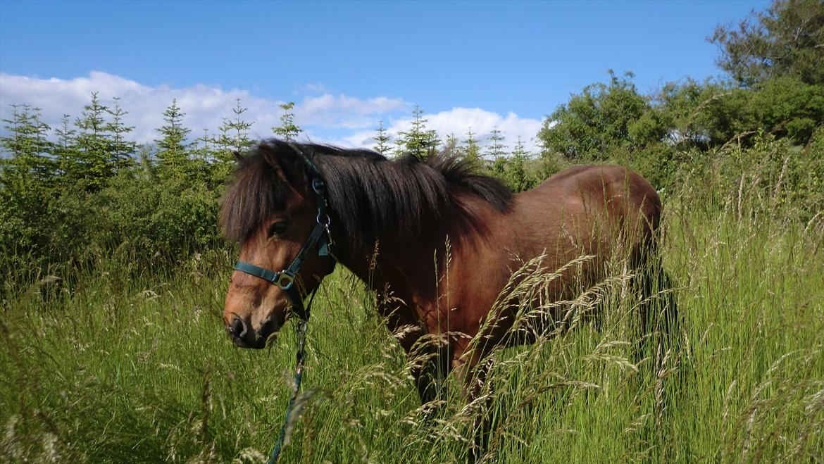 Islænder Kjartan fra Laven billede 7