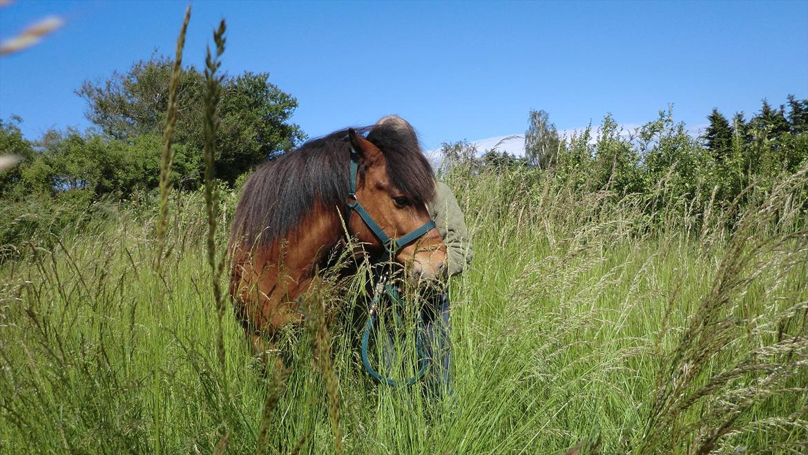 Islænder Kjartan fra Laven billede 8