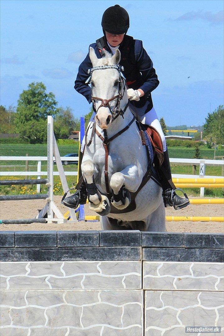 Welsh Partbred (Sec F) West Side Pride Poet - Stævne RVV 2012. Foto: Laura Bogut billede 12