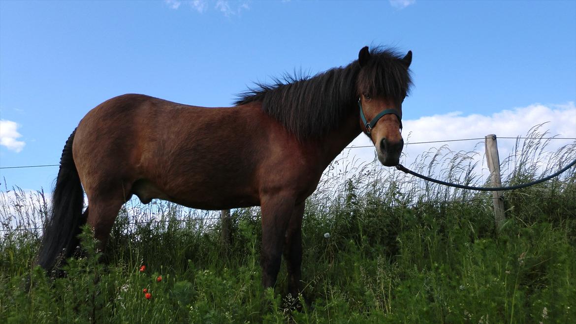 Islænder Kjartan fra Laven billede 11
