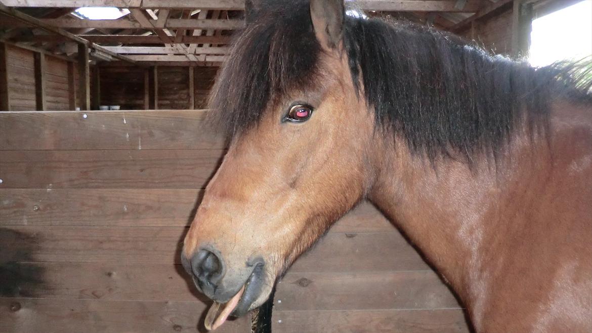 Islænder Kjartan fra Laven billede 12