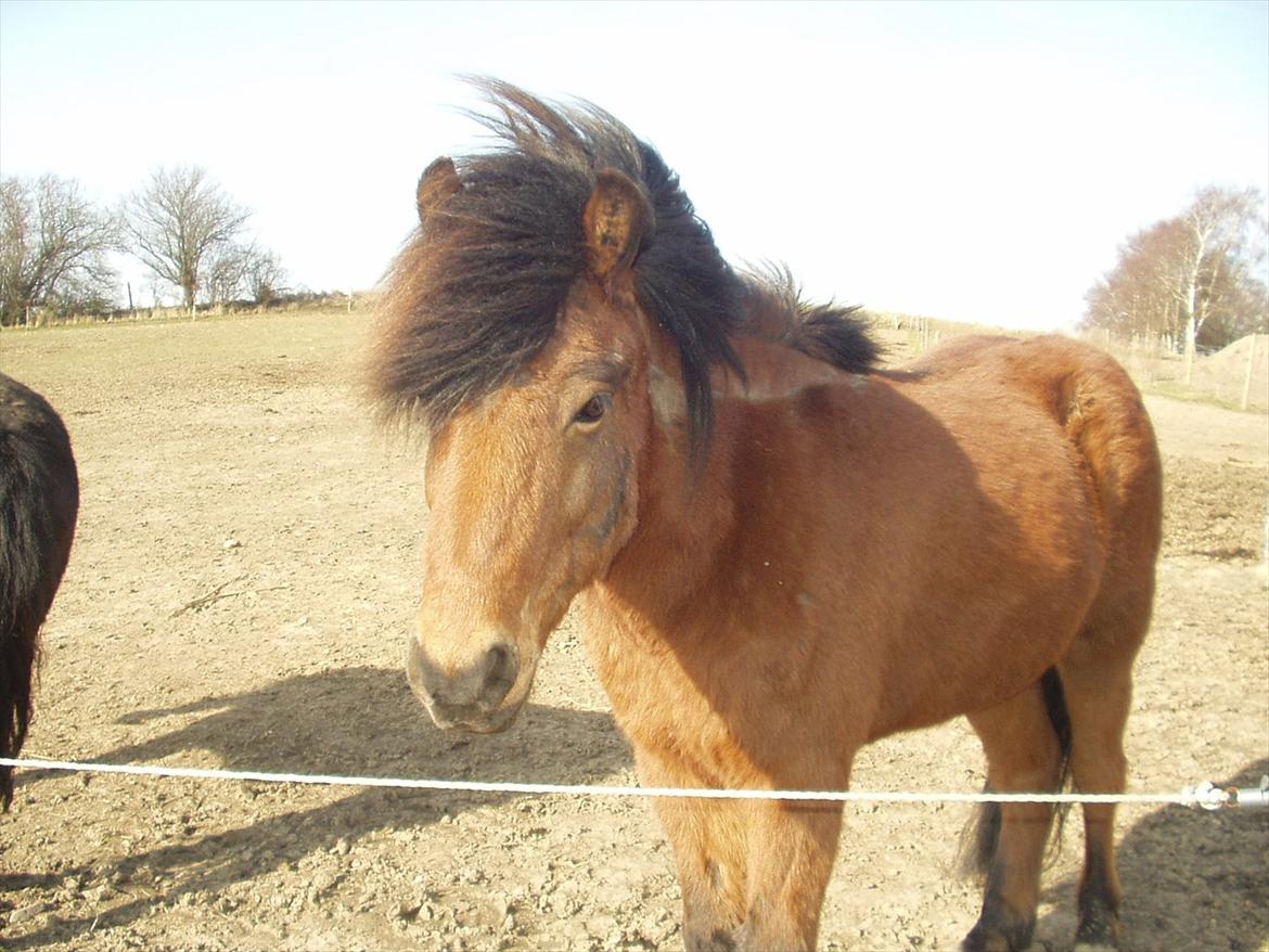 Islænder Kjartan fra Laven billede 14