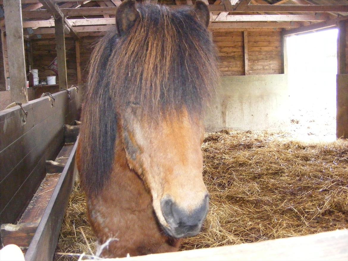 Islænder Kjartan fra Laven billede 15