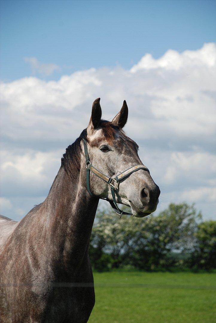 Dansk Varmblod Rosa Dream Girl billede 20