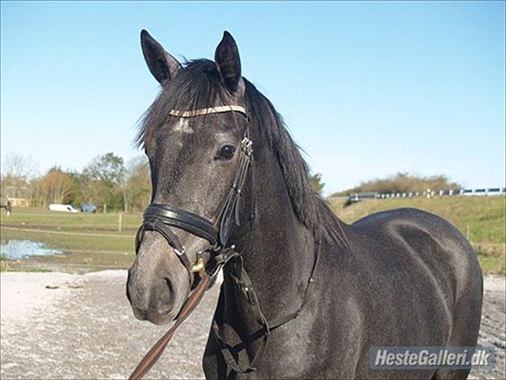 Dansk Varmblod Donna Castalina -solgt - Donna hos sin nye ejer, igang med tilridning billede 20