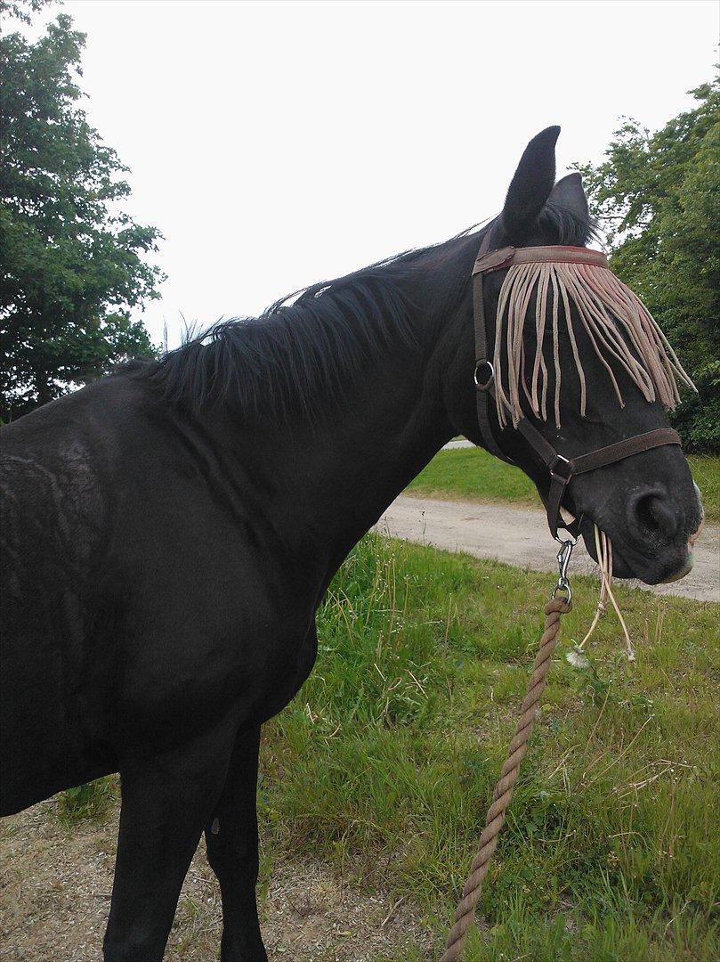 Oldenborg *-Zsa Zsa aka prinsessen <3-* billede 3