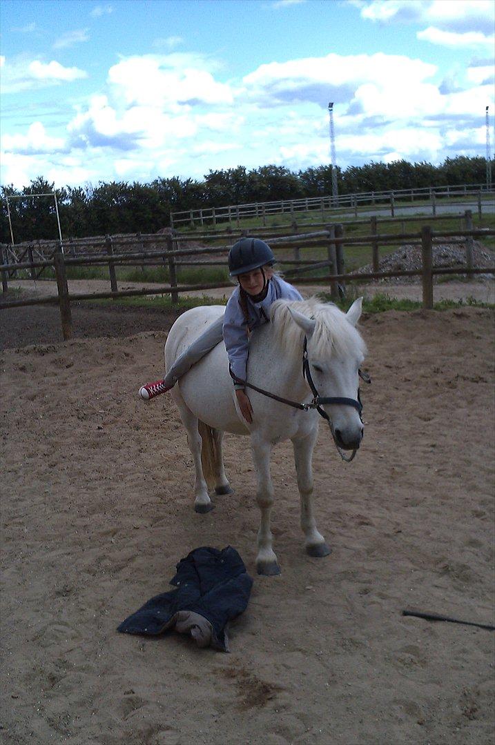 Anden særlig race Cornelius billede 7