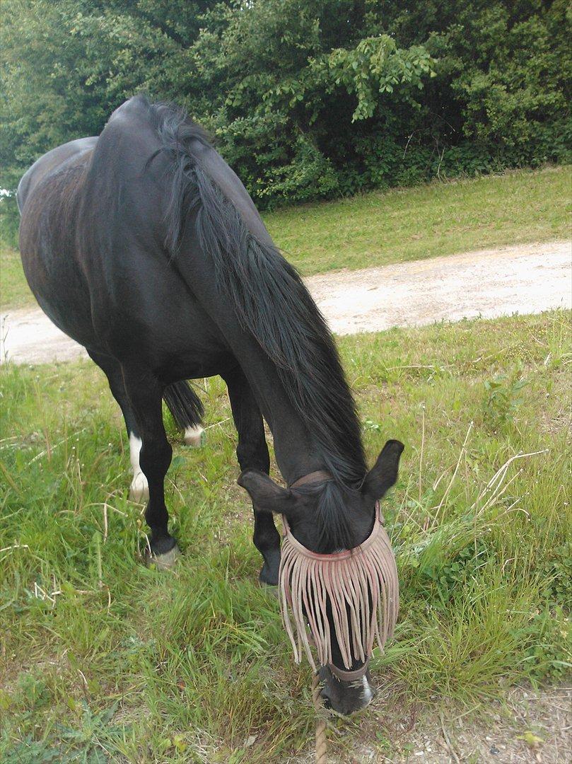 Oldenborg *-Zsa Zsa aka prinsessen <3-* billede 5