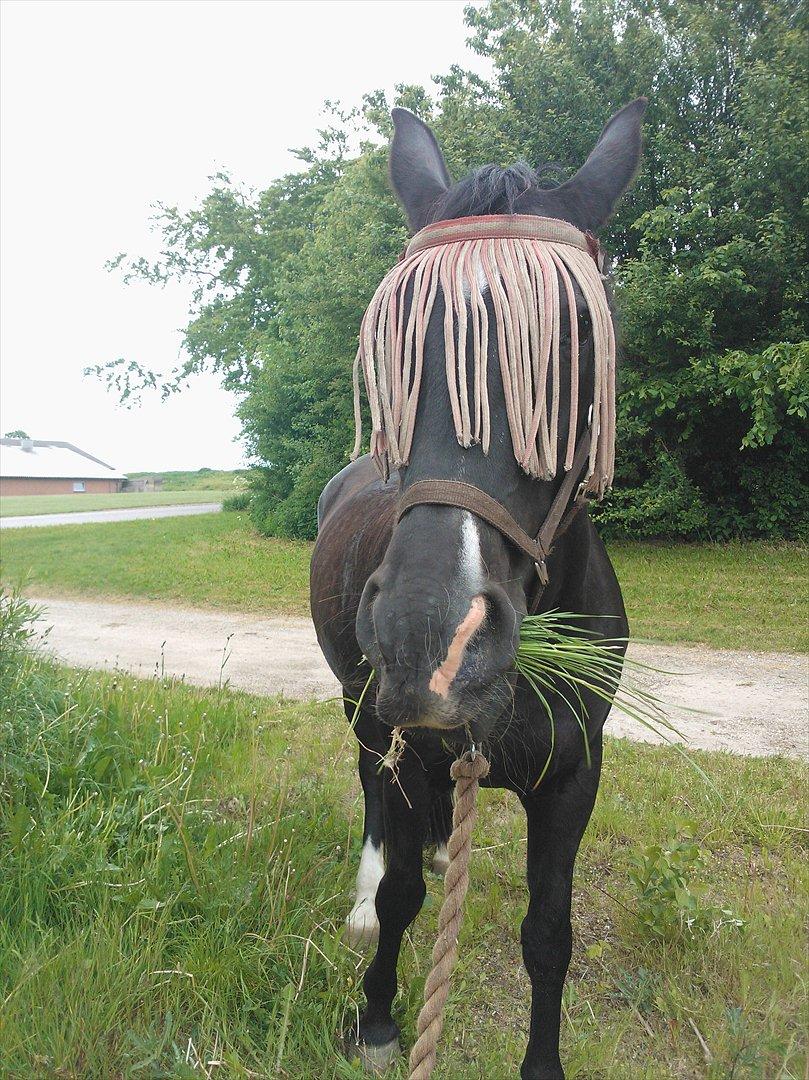 Oldenborg *-Zsa Zsa aka prinsessen <3-* billede 6
