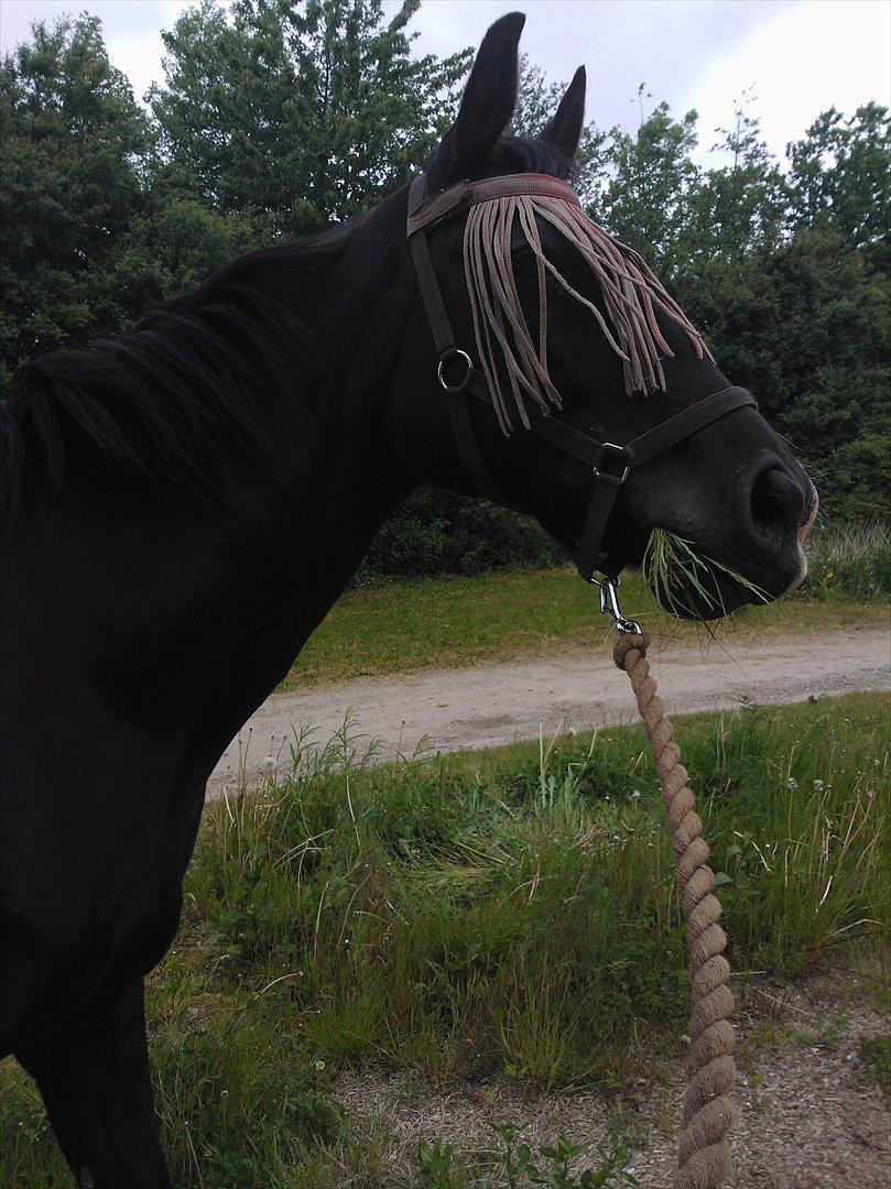 Oldenborg *-Zsa Zsa aka prinsessen <3-* billede 7