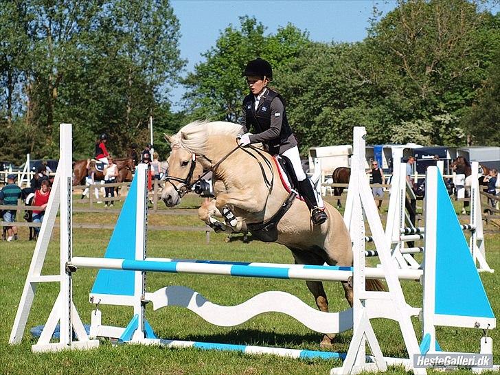 Fjordhest Abricos aka Supercosen/Cossi - OHR d. 27/5-12
Distriktsmesterskab for pony hold
LB** (90cm)

Foto: Annika Holm billede 12