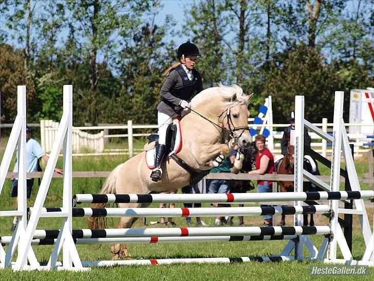 Fjordhest Abricos aka Supercosen/Cossi - OHR d. 27/5-12
Distriktsmesterskab for pony hold
LB** (90cm)

Foto: Annika Holm billede 13