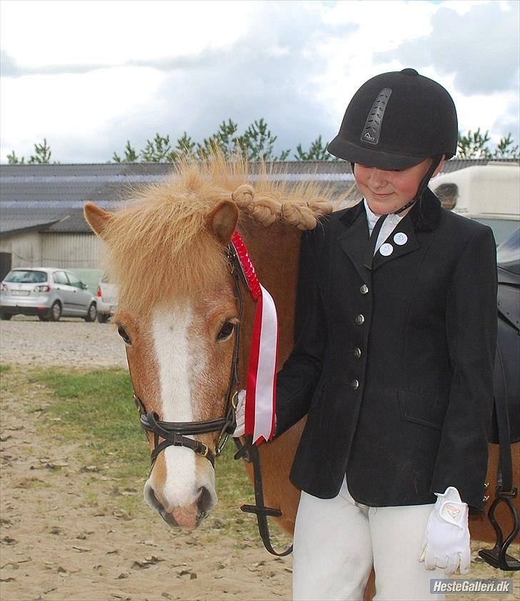 Islænder Glossi billede 7