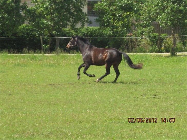 Dansk Varmblod Poppelgaardens Penelope - foto d. 02-06-2012
Jiiiihaaa billede 11