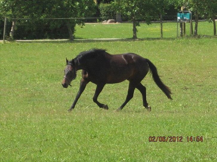 Dansk Varmblod Poppelgaardens Penelope - foto d. 02-06-2012
Du smækker lækker ;)! billede 12