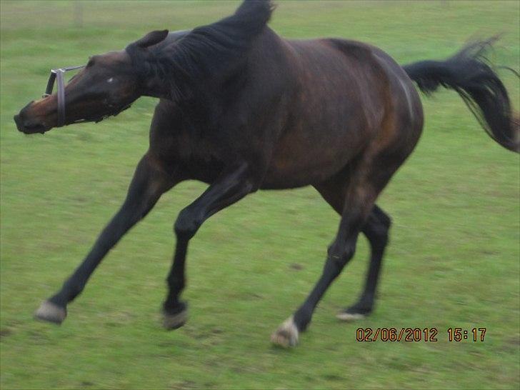 Dansk Varmblod Poppelgaardens Penelope - foto d. 02-06-2012
Min vild hest er bedste til at ride mod vest, min "pony" er honey og hurtig :D  billede 13