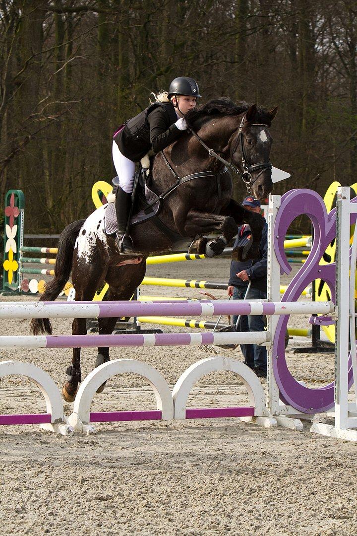 Knabstrupper Sherdil (KNN 185) billede 1