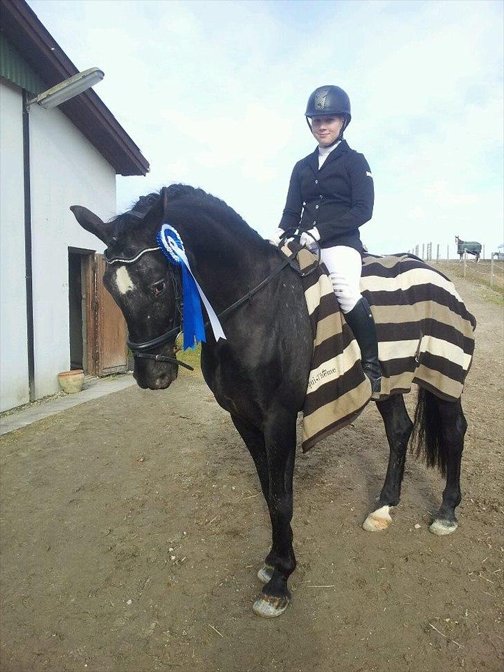 Knabstrupper Sherdil (KNN 185) billede 2