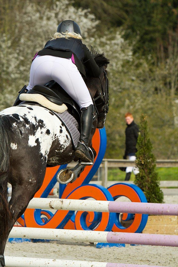 Knabstrupper Sherdil (KNN 185) billede 3