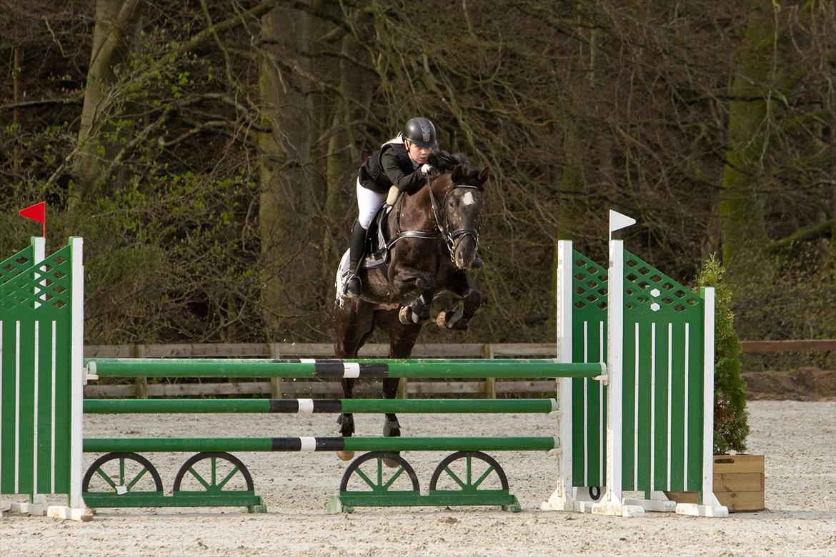 Knabstrupper Sherdil (KNN 185) billede 4