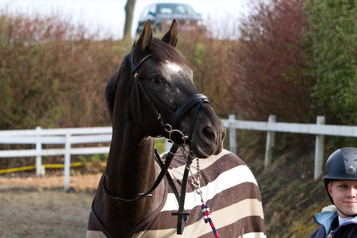 Knabstrupper Sherdil (KNN 185) billede 5