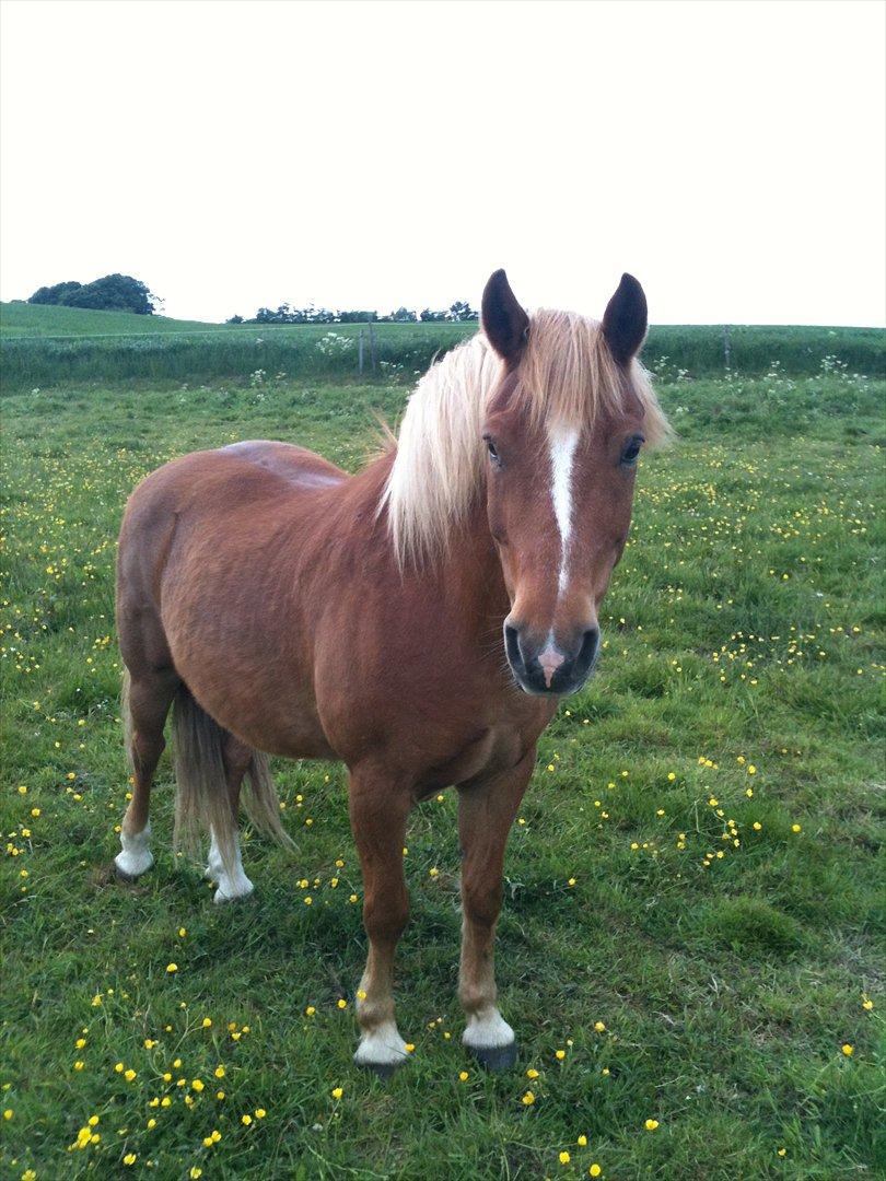 Anden særlig race Tasano billede 26