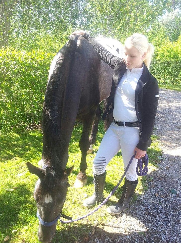 Knabstrupper Sherdil (KNN 185) billede 6