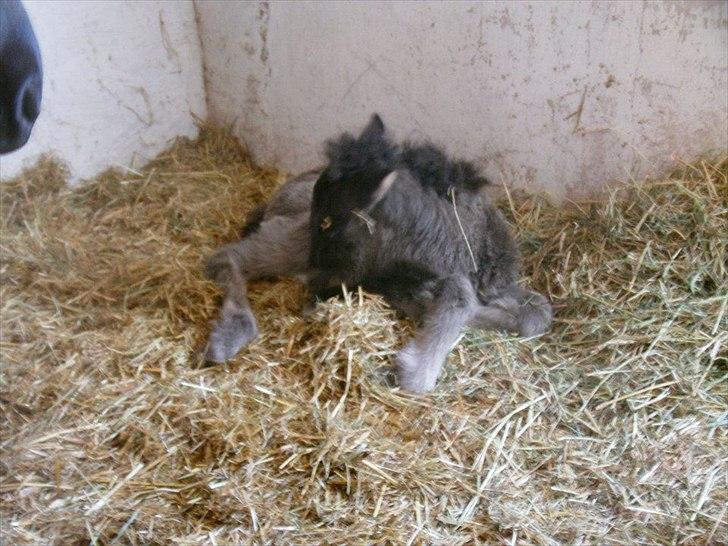 Islænder Fiona  billede 1