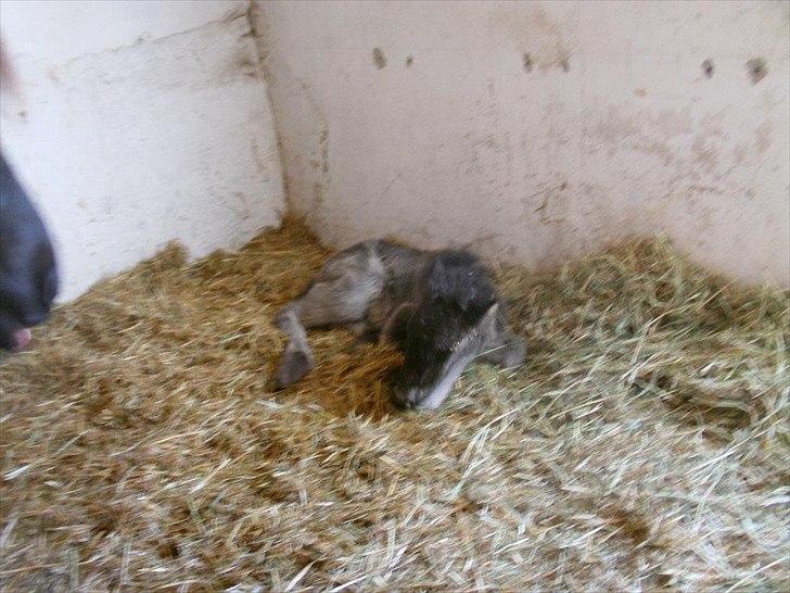 Islænder Fiona  billede 2