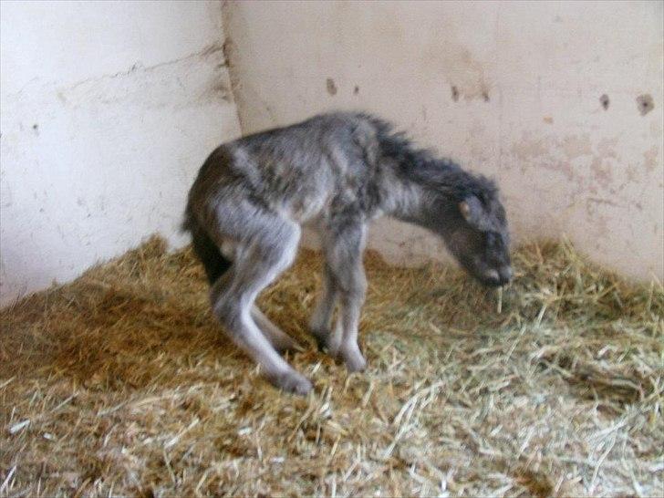 Islænder Fiona  billede 3