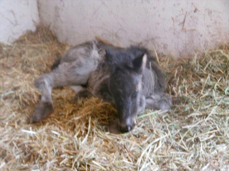 Islænder Fiona  billede 4