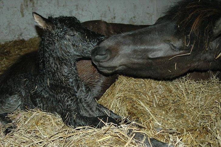 Islænder Fiona  billede 5
