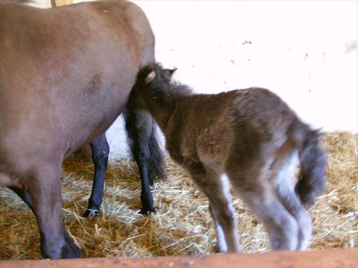 Islænder Fiona  billede 6