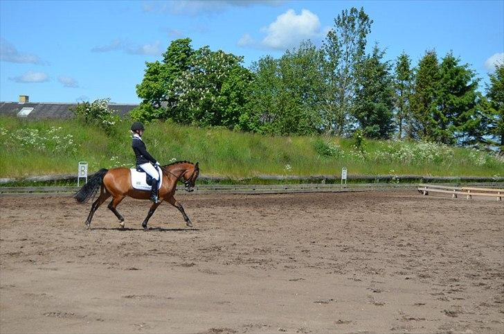 New Forest Max - LA1 eller 2 - Juni 2012 - Nejst Rideklub. ♥ billede 13