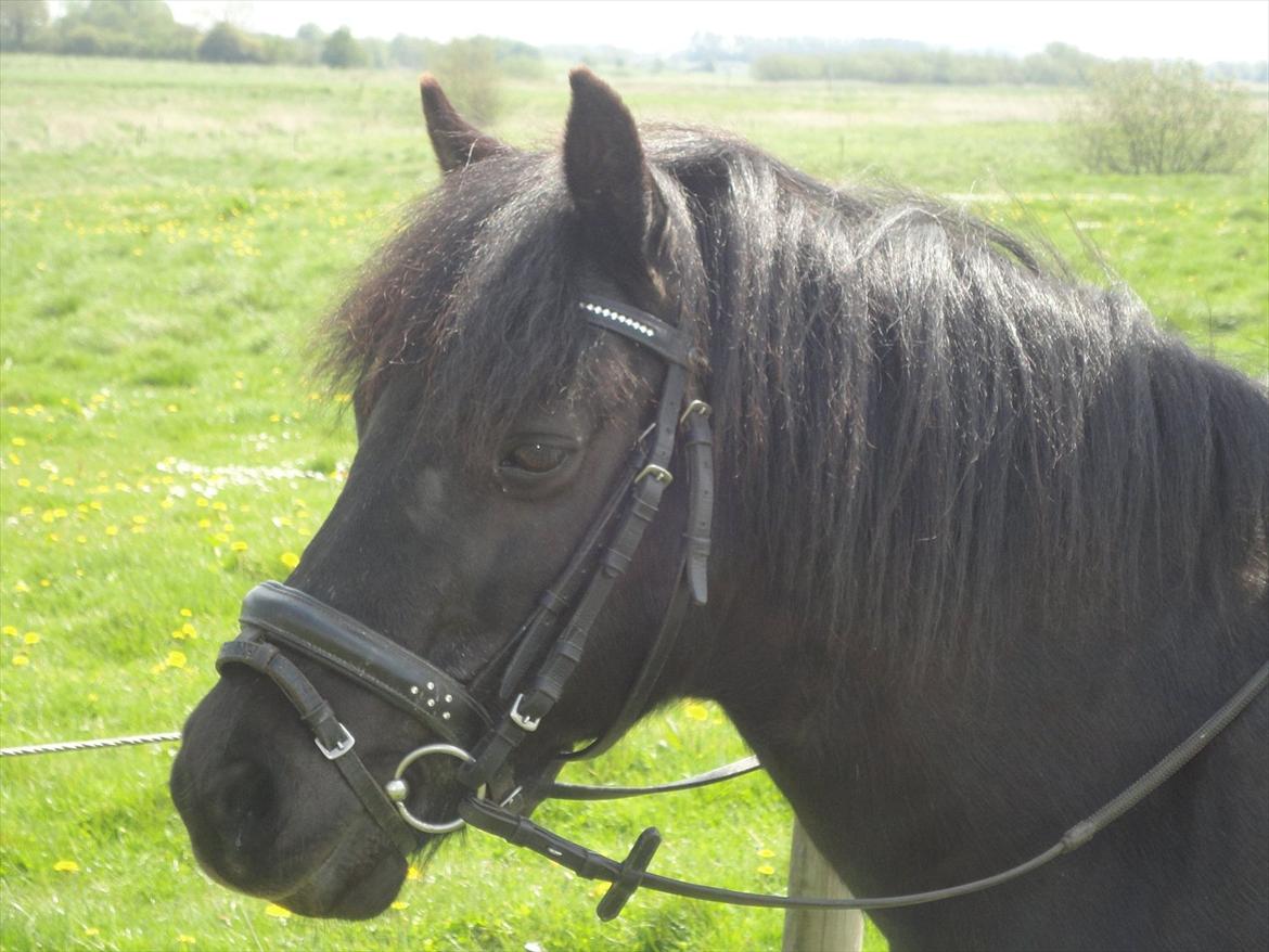 Anden særlig race R.I.P Robin<3<3 - Forår 2012.<3 billede 18