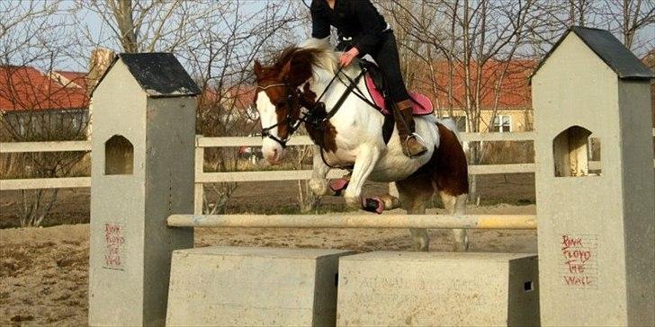 Pinto Freja - 14) Den aller sidste spring time!<3 Gud hvor jeg dog bare savner dig! Ja det var ikke den bedste time men den bliver aldrig glemt! springer mur! billede 14