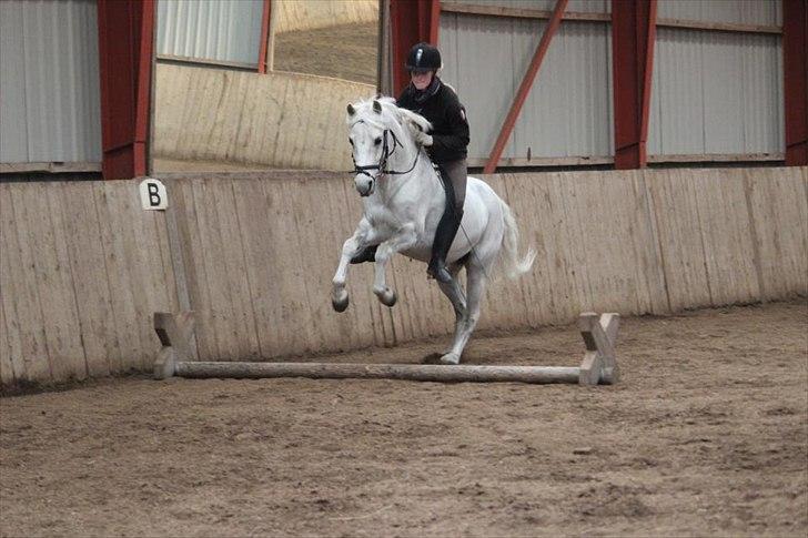 Welsh Pony (sec B) Lyngvejens Komet <3 - Springer uden sadle og i galop!! <3 billede 16