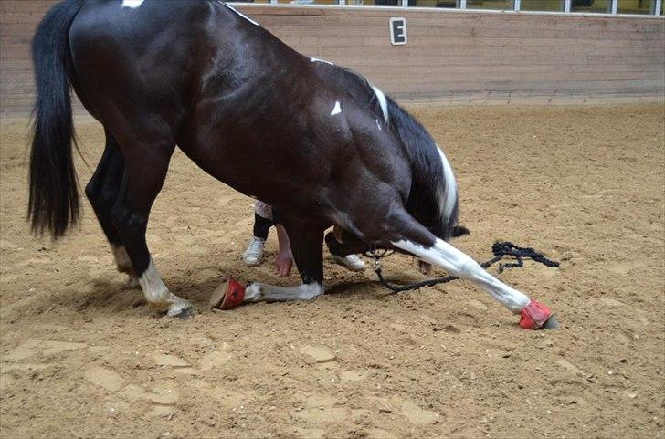 Amerikansk Paint Pony Expensive Spot - Dyrebar plet billede 7