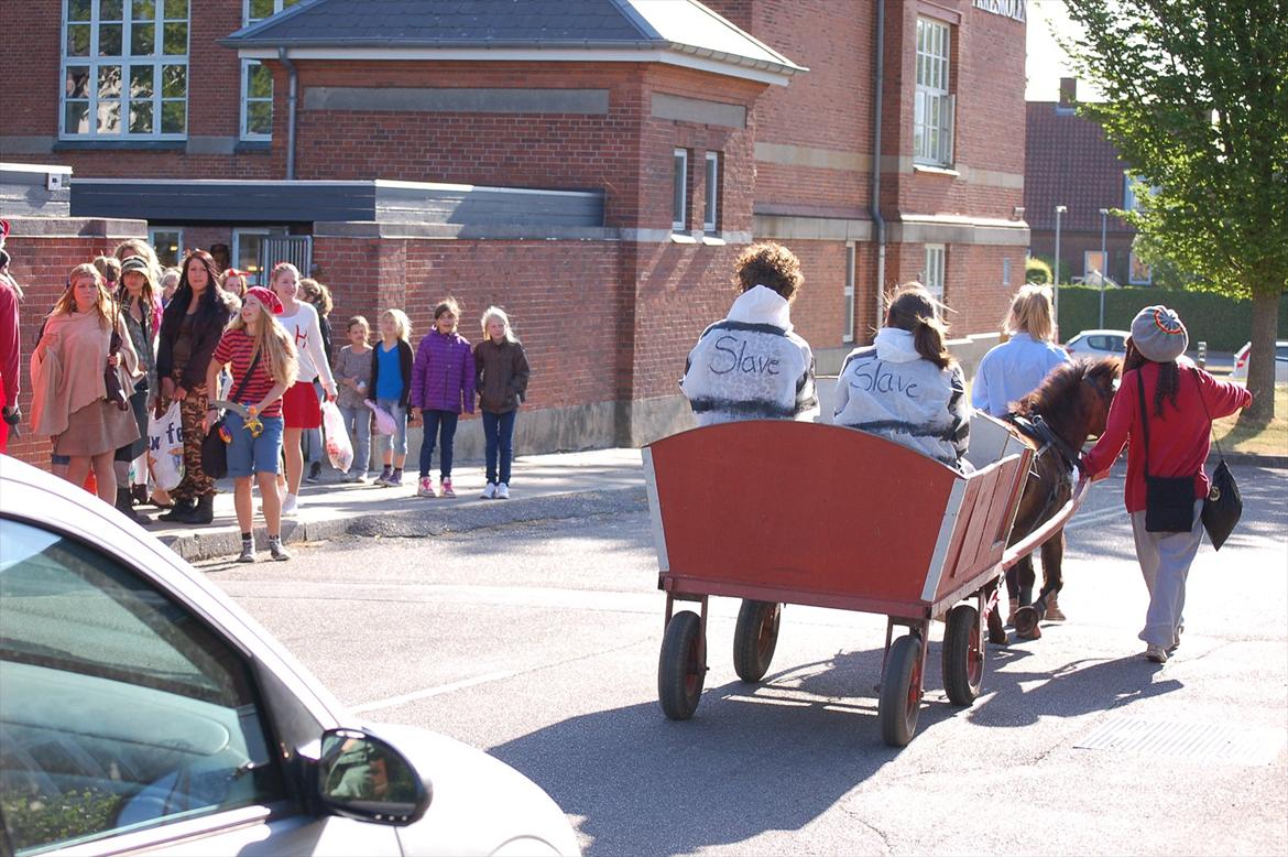 Shetlænder Bogøs Lady - Lady på min sidste skoledag (1. Juni 2012)  billede 16