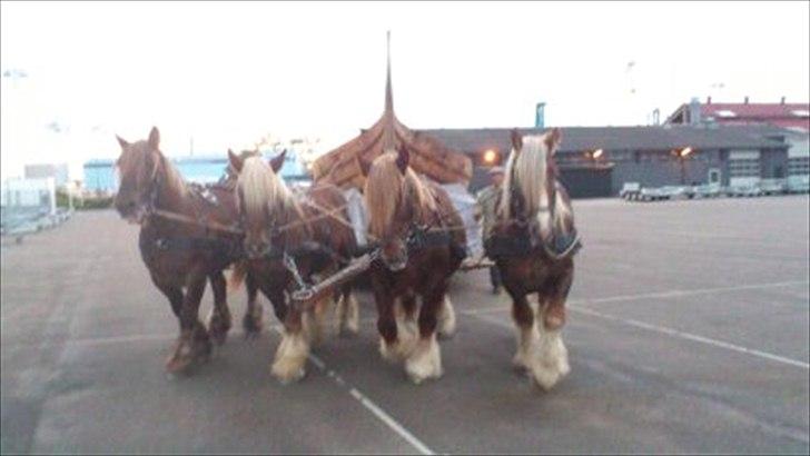 Jyde Holger - Til Kulturnat i Kalundborg d. 1 Juni 2012.
Disse 4 jyder (deriblandt Holger) trak et 14 meter langt vikinge skib, som kan opleves i et fantastisk show på Roskilde Dyreskue 2012. billede 16