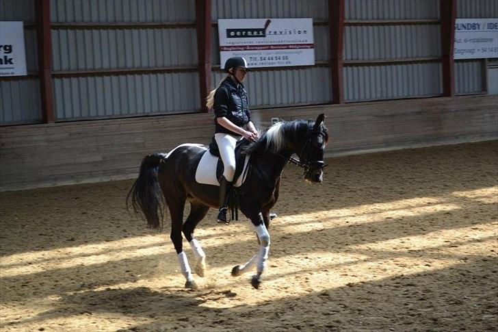 Amerikansk Paint Pony Expensive Spot - Dyrebar plet billede 17