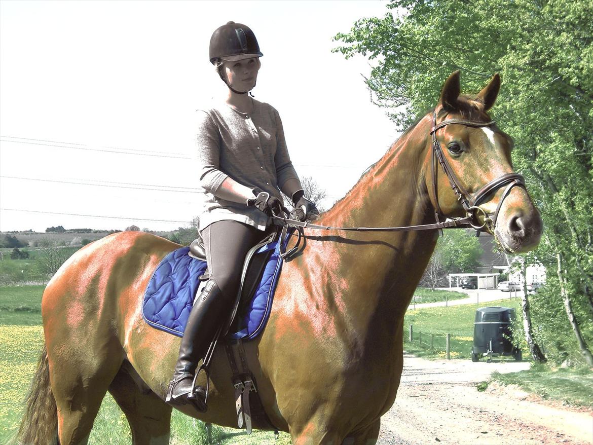 Dansk Varmblod Sion Lightfoot<3 billede 16