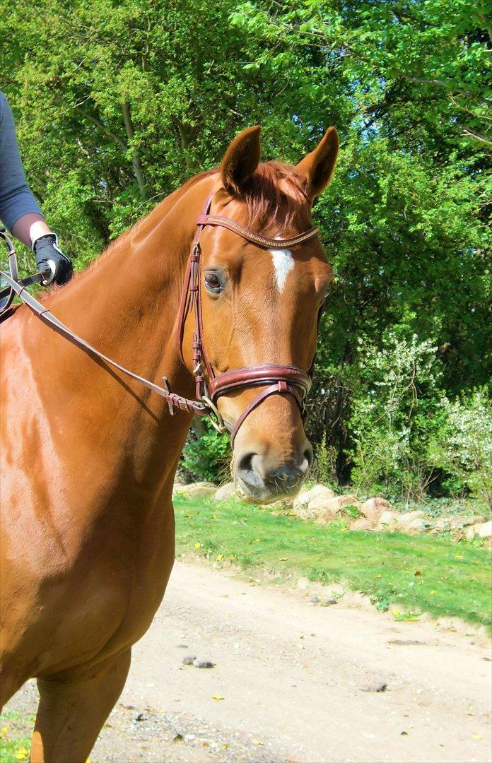 Dansk Varmblod Sion Lightfoot<3 billede 17