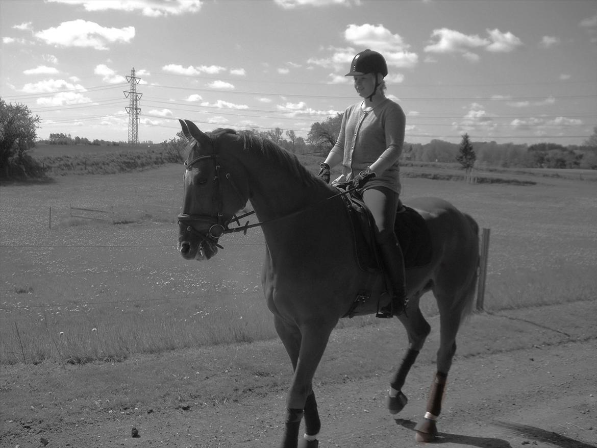 Dansk Varmblod Sion Lightfoot<3 billede 18