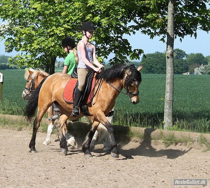 Anden særlig race Ofelia<3 - Dressur undervisning d 25 maj 2012:)
(foto Christina) billede 6