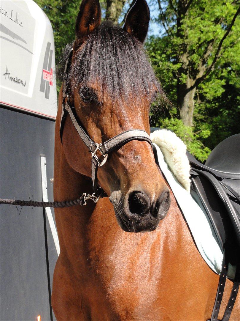 Sportsaraber (A) Youngstar Lukas - Mit Liv <3 - Stjerne hest <3
 billede 6