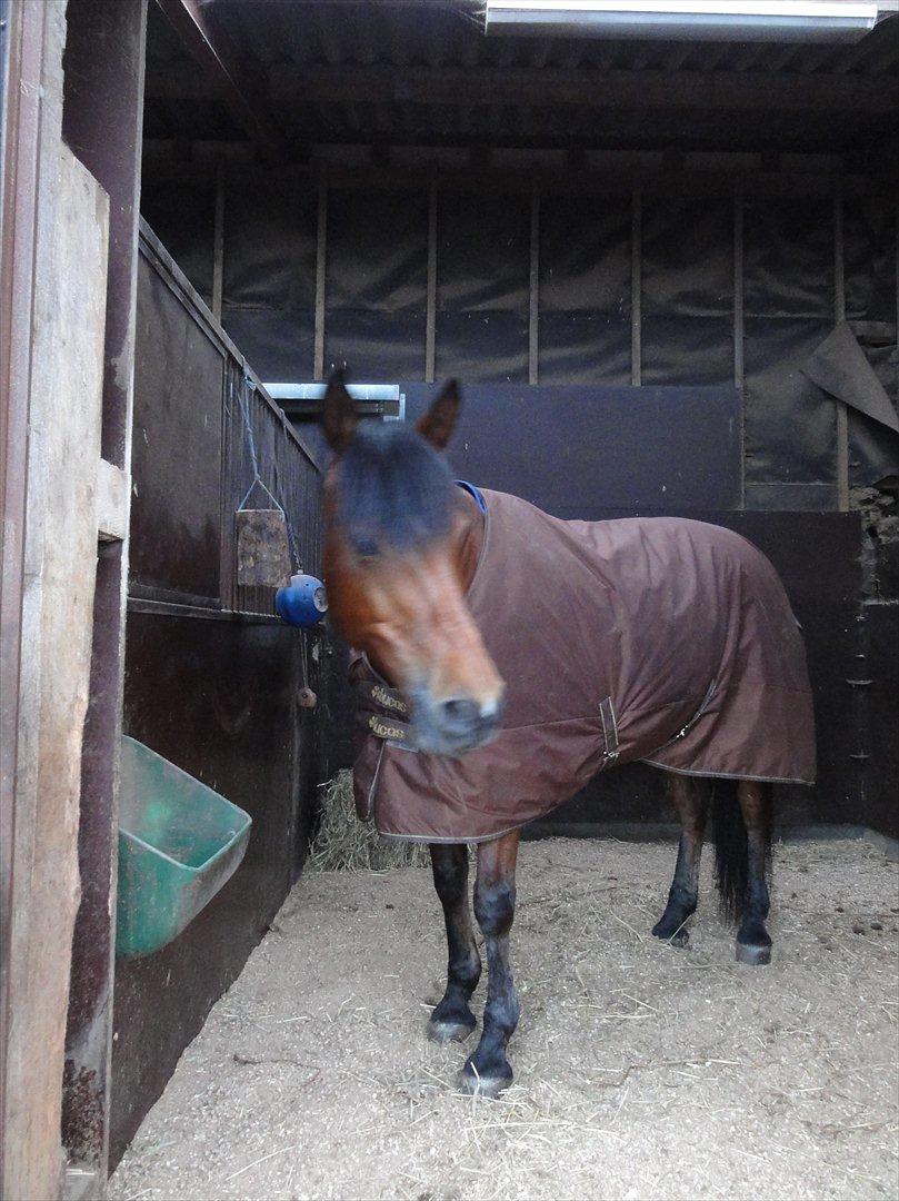 Sportsaraber (A) Youngstar Lukas - Mit Liv <3 - kikker lige ud af min boks <3 billede 8